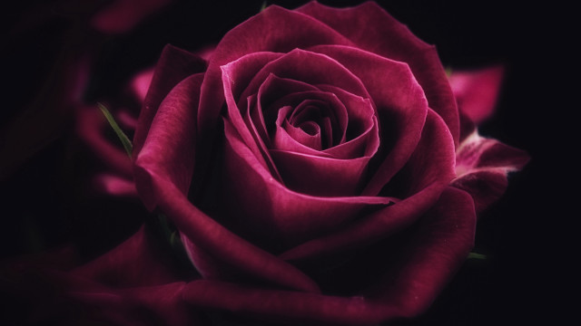 Pink rose blurry black background free wallpaper - medium preview image