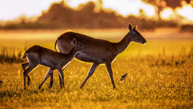 Deer field sunset bird embers free wallpaper - medium preview image