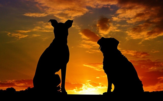 Dogs hill sunset illustration fire free wallpaper - medium preview image