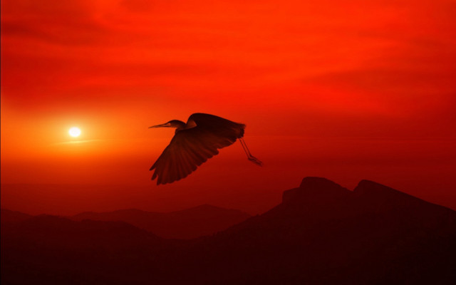 Bird sunset mountains crow silhouette free wallpaper - medium preview image
