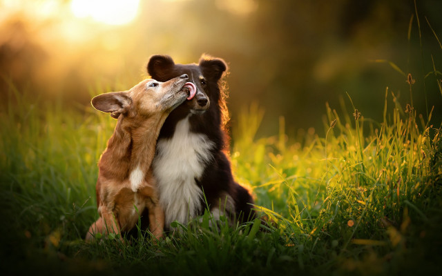 Dog cat playing grass elke free wallpaper - medium preview image