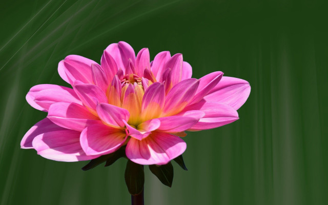 Pink flower green background digital free wallpaper - medium preview image