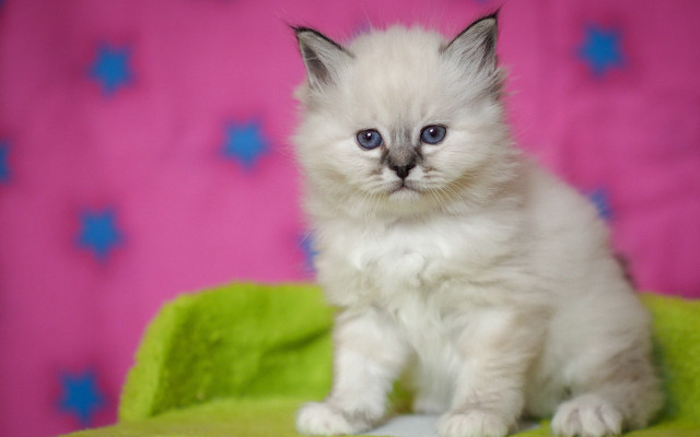 White cat blurry starry background free wallpaper - medium preview image