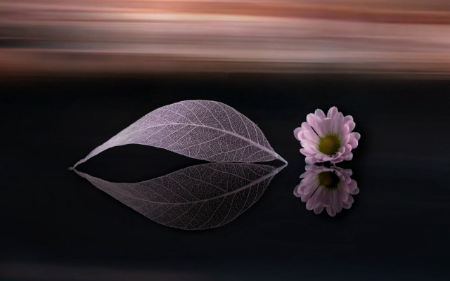 Flower leaf reflection stilllife lily free wallpaper - medium preview image