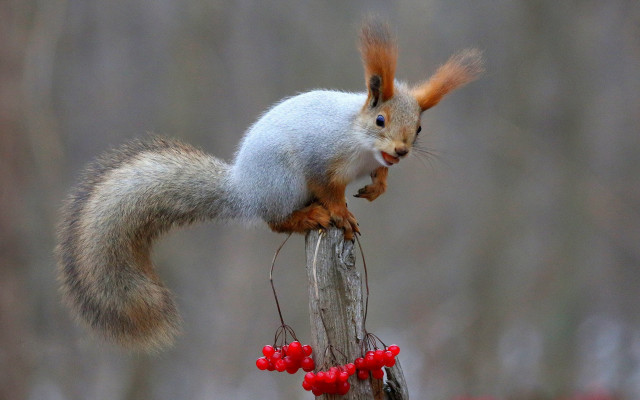 Squirrel stump berries blurry background free wallpaper - medium preview image