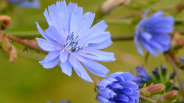 Blue flower green background macro #4 free wallpaper - medium preview image
