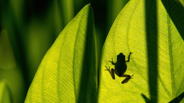 Frog leaf sunshine garden macro free wallpaper - medium preview image