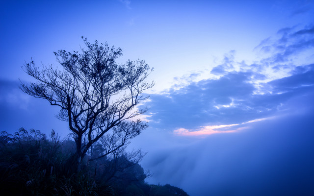 Bare tree foggy day blue free wallpaper - medium preview image