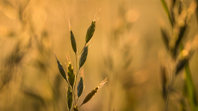 Plant autumn bokeh macro leaves free wallpaper - medium preview image
