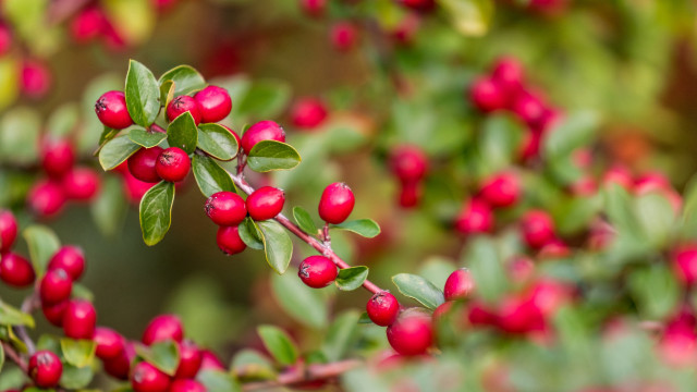 Bush berries green leaves blurry free wallpaper - medium preview image
