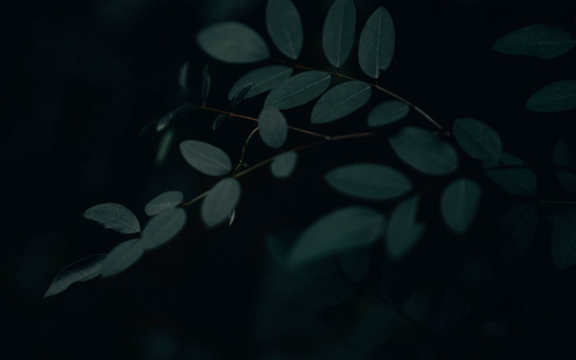 Branch leaves dark background naturalism free wallpaper - medium preview image