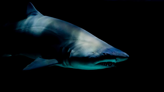 White shark black background computer free wallpaper - medium preview image
