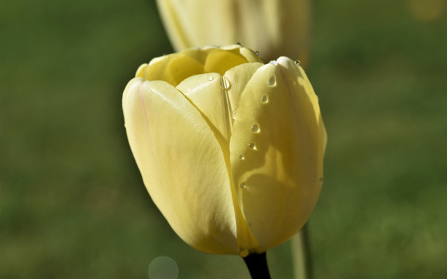 Yellow flower water drops macro free wallpaper - medium preview image