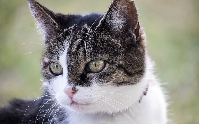 Cat collar looking camera blurry free wallpaper - medium preview image