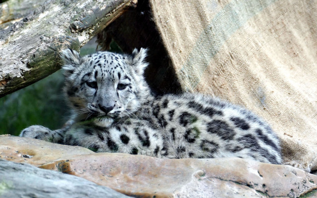 Snow leopard cub rock zoo free wallpaper - medium preview image