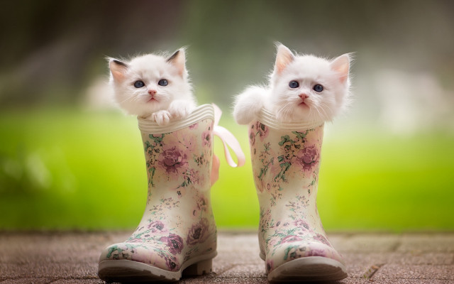 White kittens boot flower bow free wallpaper - medium preview image