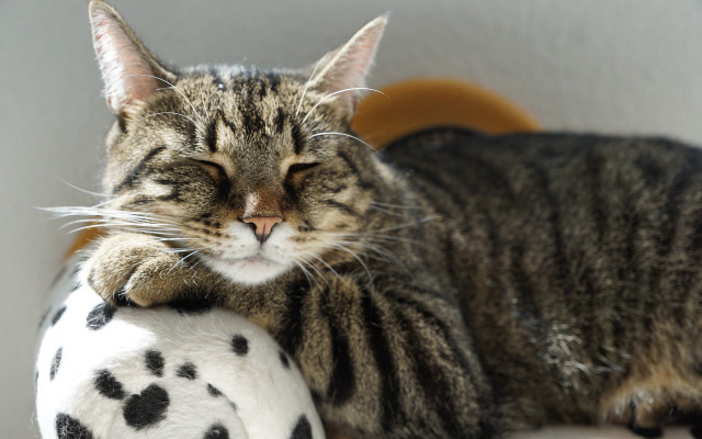 Cat stuffed animal table wall free wallpaper - medium preview image