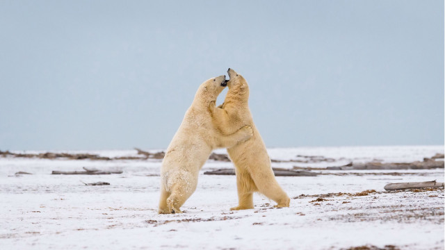 Polar bear snow sky outdoors free wallpaper - medium preview image