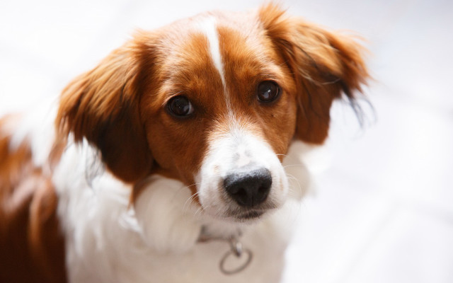 Dog collar closeup brown white free wallpaper - medium preview image