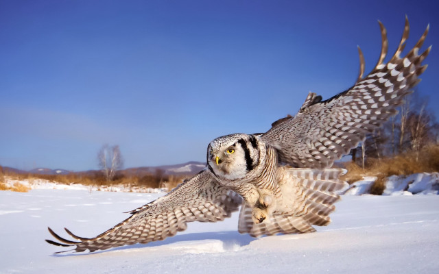Large owl flying snow field free wallpaper - medium preview image