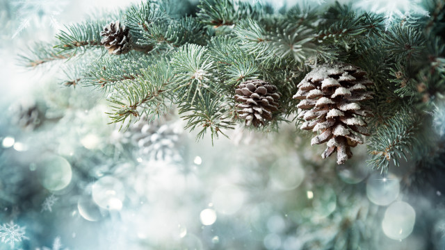 Pine cone snowy branch bokeh free wallpaper - medium preview image