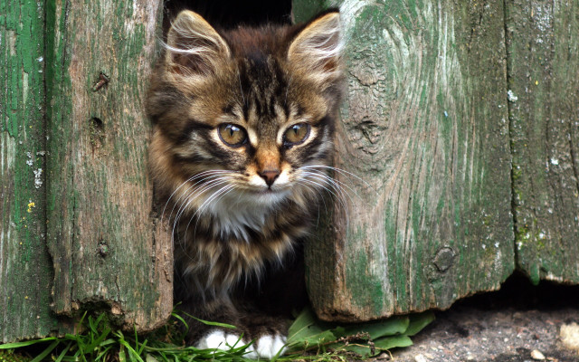 Kitten wooden door grass green free wallpaper - medium preview image