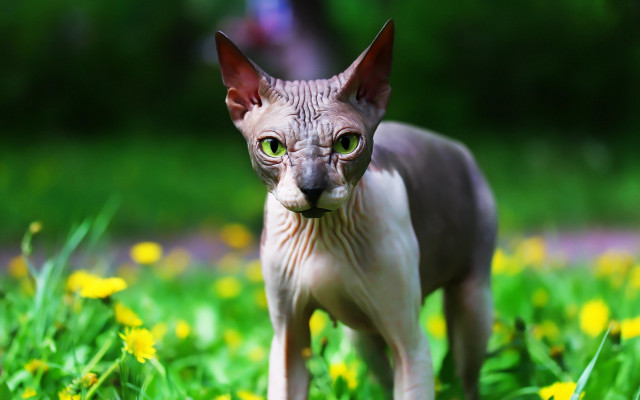 Hairless cat flower field gothic free wallpaper - medium preview image