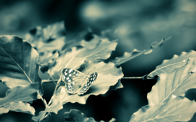 Butterfly leaf forest shallow depth free wallpaper - medium preview image