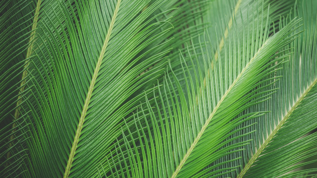 Green leaf palm tree macro free wallpaper - medium preview image