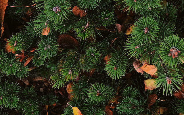 Tree leaves bird bamboo forest free wallpaper - medium preview image