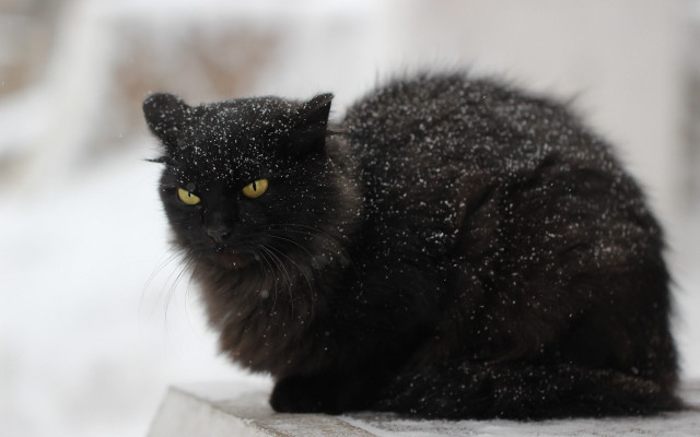 Black cat snow aurora fireworks free wallpaper - medium preview image