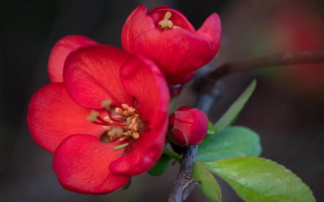 Red flowers branch leaves buds free wallpaper - medium preview image