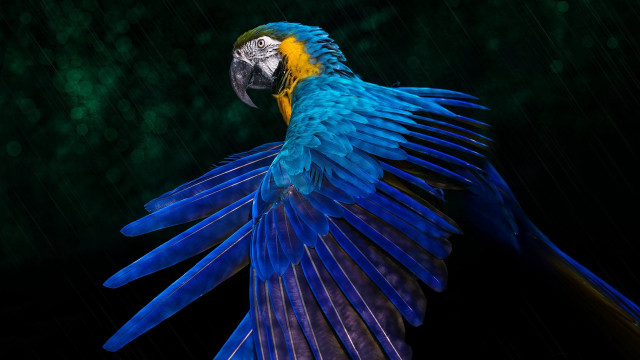 Blue yellow parrot rain flying free wallpaper - medium preview image