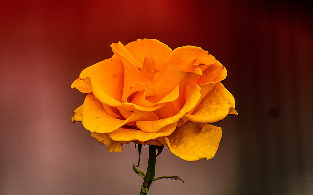 Yellow rose vase red black free wallpaper - medium preview image