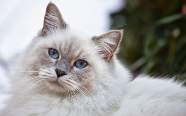 White cat snow background blue free wallpaper - medium preview image