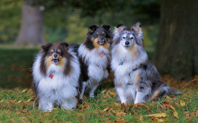 Three dogs grass tree bush free wallpaper - medium preview image