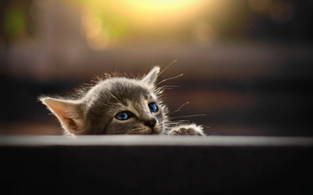 Blue eyed kitten floor macro free wallpaper - medium preview image