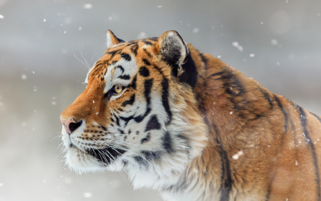 Tiger snow shiba inu digital free wallpaper - medium preview image