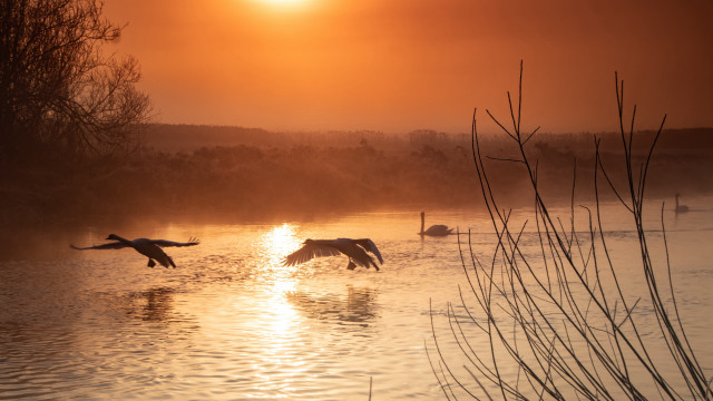 Birds lake sunset reflection matte free wallpaper - medium preview image