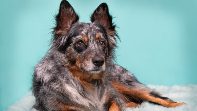 Sad dog on fluffy blanket free wallpaper - medium preview image