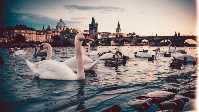 Swans lake city skyline dusk free wallpaper - medium preview image