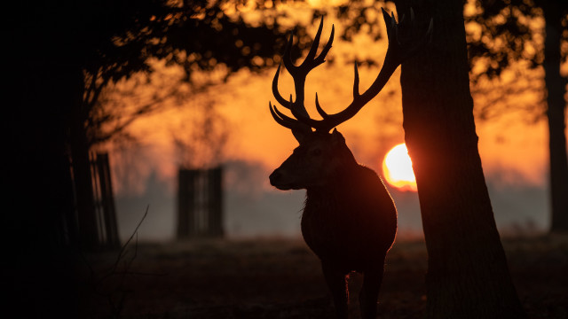 Deer forest sunset backlit autumn free wallpaper - medium preview image