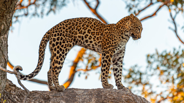 Leopard jaguar kemono forest bloom free wallpaper - medium preview image
