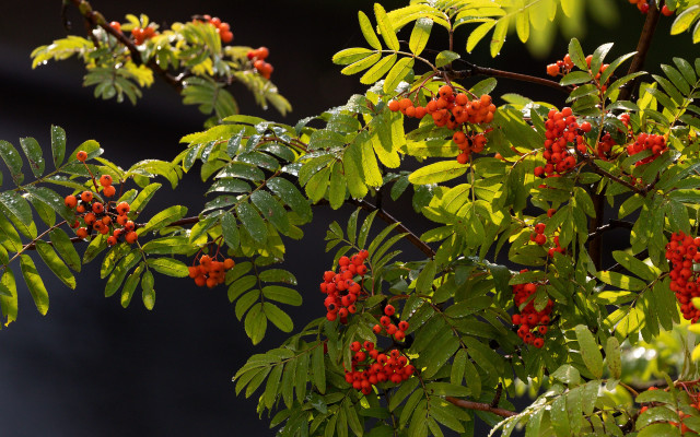 Tree berries leaves building blue free wallpaper - medium preview image