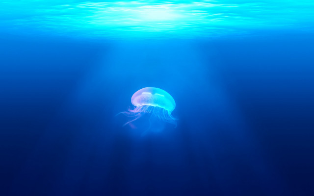 Jellyfish ocean sunlight bubbles rayonism free wallpaper - medium preview image