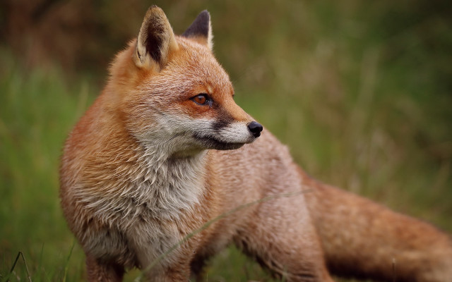 Red fox grassy field looking free wallpaper - medium preview image