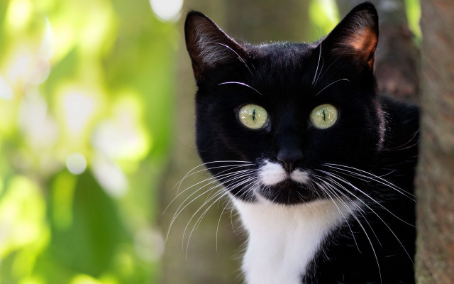 Black and white cat mustache free wallpaper - medium preview image