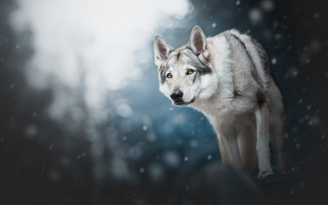 Wolf snow shiba inu blurry free wallpaper - medium preview image