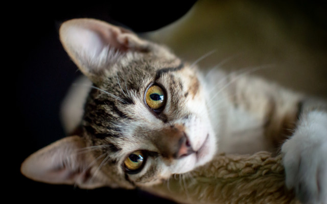 Curious white cat blurry shift free wallpaper - medium preview image