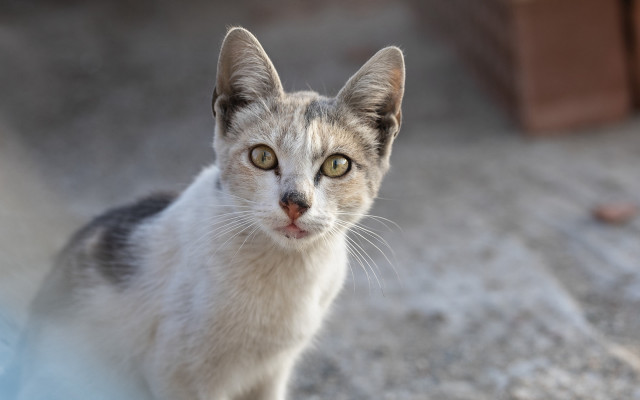 Curious brown eared cat white free wallpaper - medium preview image